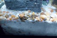 Assassin snail Thumbnail