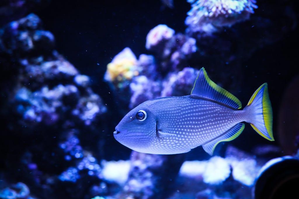 Blue Throat Triggerfish / Xanthichthys auromarginatus 141