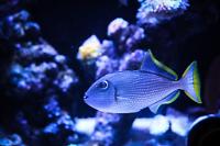 Blue Throat Triggerfish Thumbnail