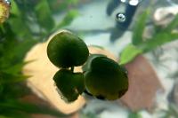 Amazon frogbit Thumbnail