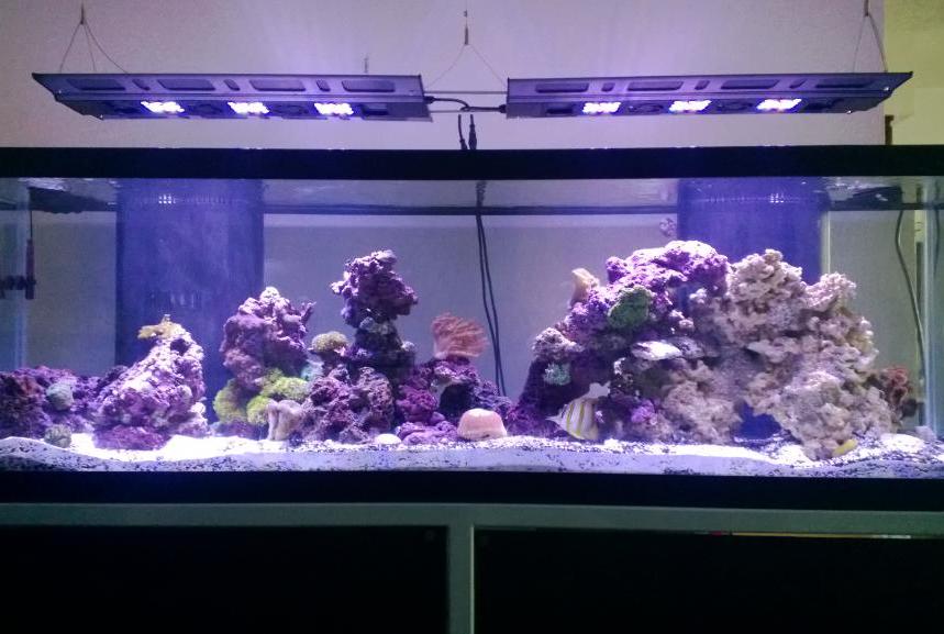 Day Six - rock, coral and livestock have been moved for a few days