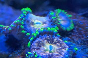 Zoanthid