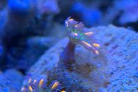 Clove Polyps Thumbnail