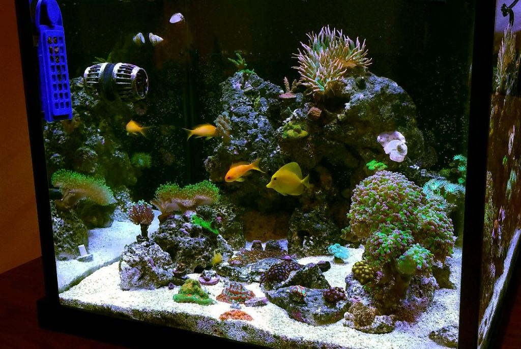 My Aquarium on August 2, 2019