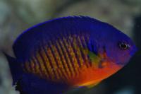 Coral Beauty Angelfish Thumbnail