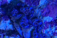 Blue Maxima Clam Thumbnail