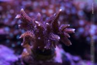 Birdsnest Coral Thumbnail