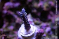 Ultimate Blue Staghorn Thumbnail