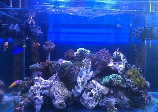 Nano reef on Aug 17, 2019