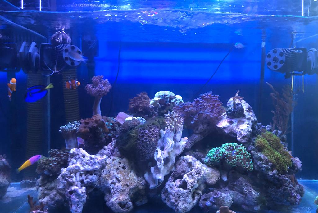 Nano reef on Aug 17, 2019