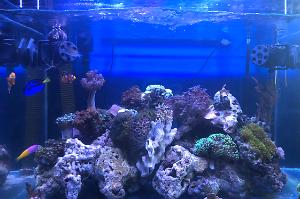 Mixed nano Reef Thumbnail