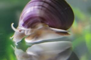 Mystery Snail Thumbnail