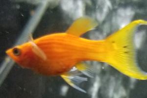 Golden Sailfin Molly Thumbnail