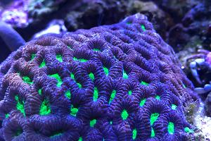 Brain Coral Thumbnail