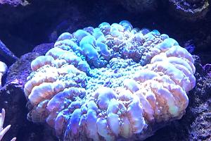 Atlantic Mushroom Coral Thumbnail