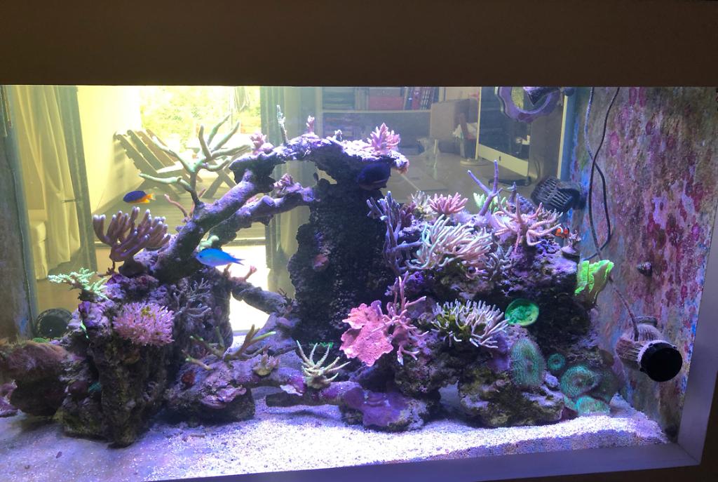 My Aquarium on Aug 21, 2019