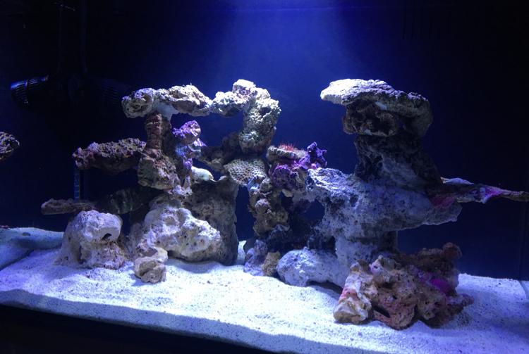 Aquanano 60l on Aug 26, 2019