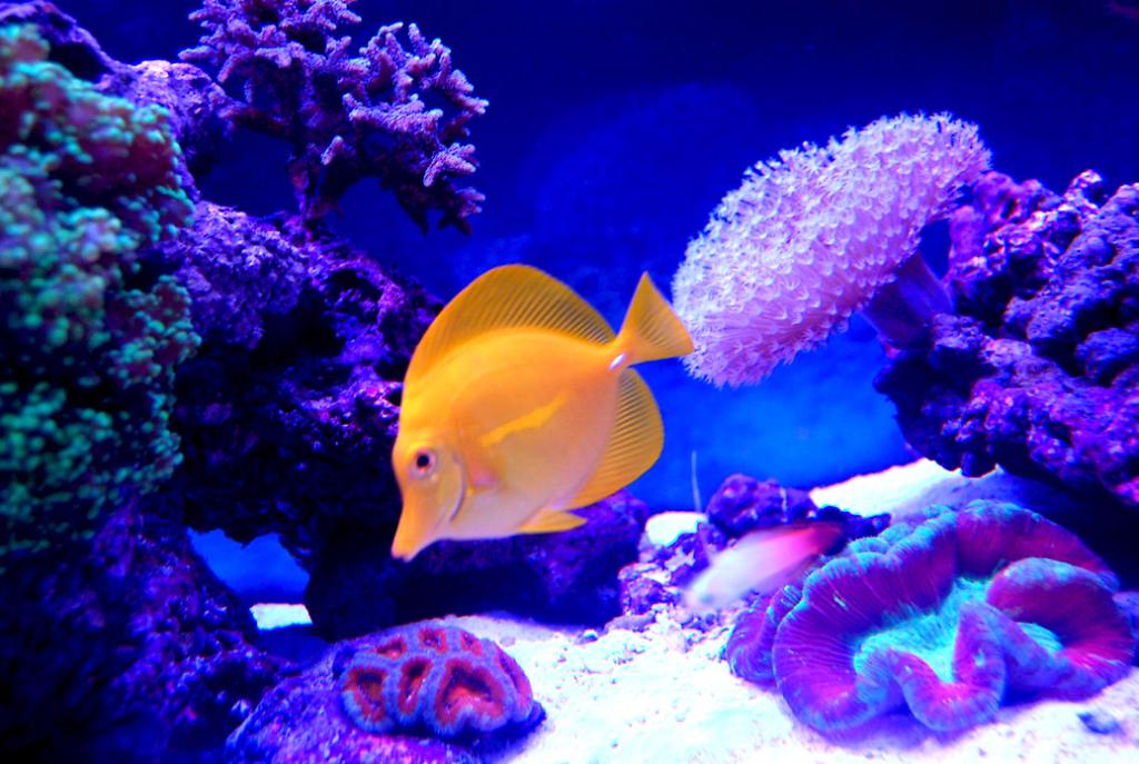 Yellow Tang 6-14-13