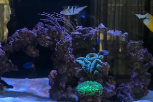 Clint’s Reef Tank Thumbnail