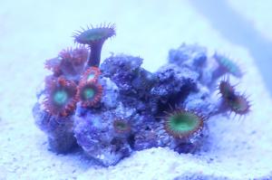 Zoanthid multiple colors Thumbnail