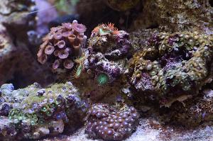 Zoanthid bright yellow edges Thumbnail