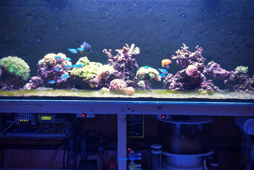 My Aquarium on September 7, 2019