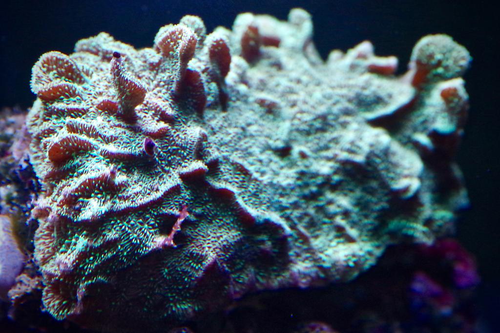 Lettuce Coral / Pavona decussata 313