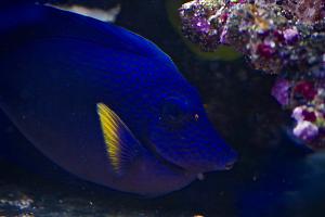 Purple Tang Thumbnail