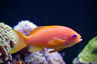 Lyretail Anthias Thumbnail