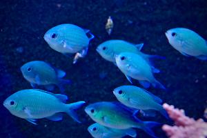 Blue/Green Reef Chromis Thumbnail