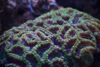 Acan coral Thumbnail