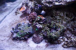 Zoanthid large rock mixed colours Thumbnail