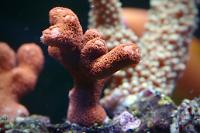 Branched Montipora Coral Thumbnail