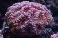 Lordhowensis Coral Thumbnail