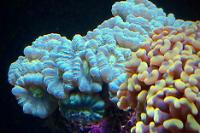 Candy Cane Coral Thumbnail