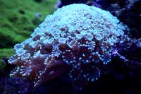 Alveopora Coral Thumbnail