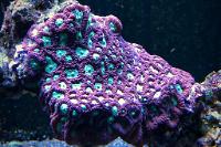 Pineapple Brain Coral Thumbnail