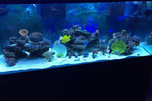 Mixed reef Thumbnail