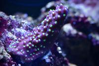 Acropora Purple Bonsai Thumbnail