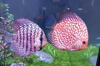 Discus Thumbnail