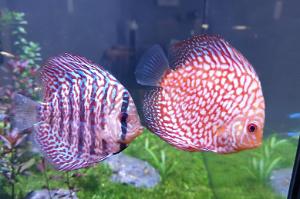 Discus