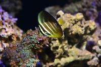 Sailfin Tang Desjardini