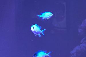 Blue/Green Reef Chromis Thumbnail