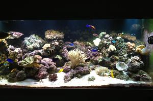 Arch's Reef Tank Thumbnail