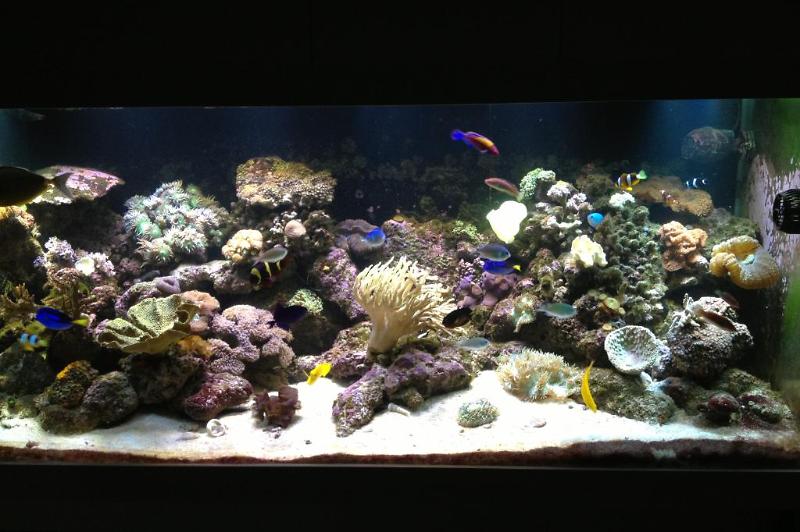 Arch's Reef Tank Thumbnail