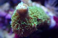 Acropora Coral Thumbnail