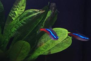 Neon Tetra Thumbnail