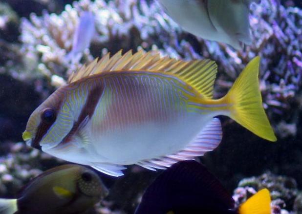 Bluelined Rabbitfish