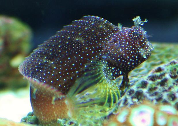 Starry Blenny