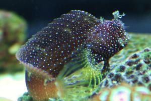 Starry Blenny